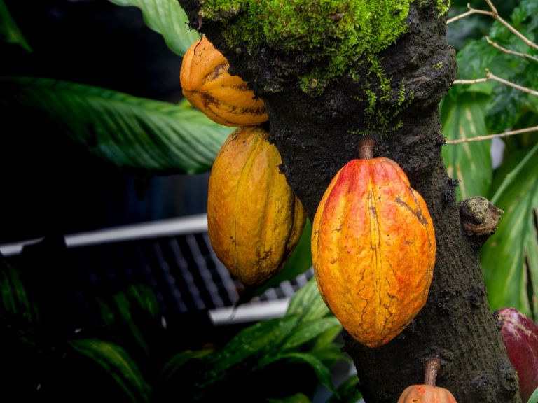 What is single-origin chocolate